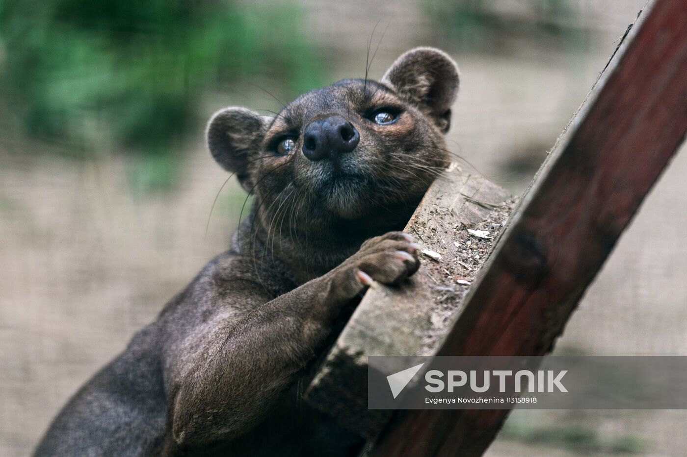 Center for Rare Animal Species Reproduction near Volokolamsk