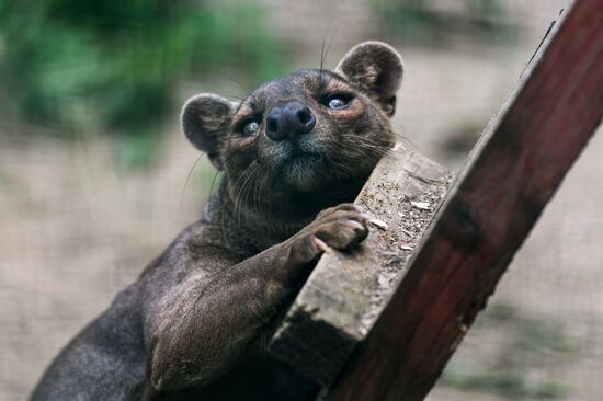 Center for Rare Animal Species Reproduction near Volokolamsk