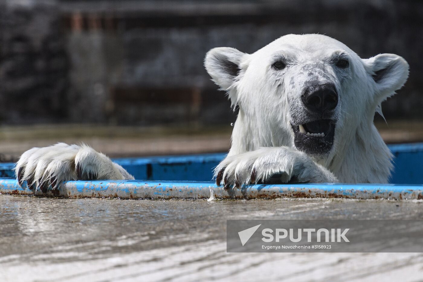 Center for Rare Animal Species Reproduction near Volokolamsk