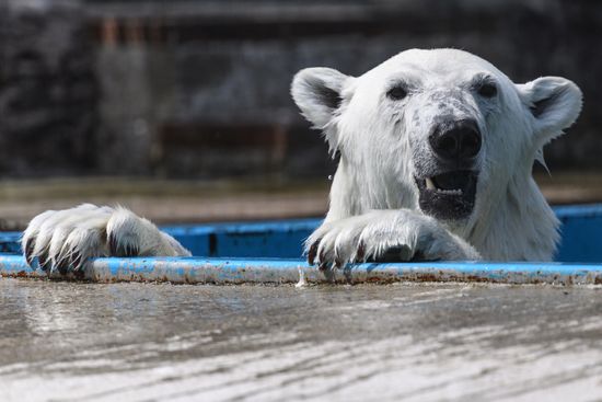Center for Rare Animal Species Reproduction near Volokolamsk