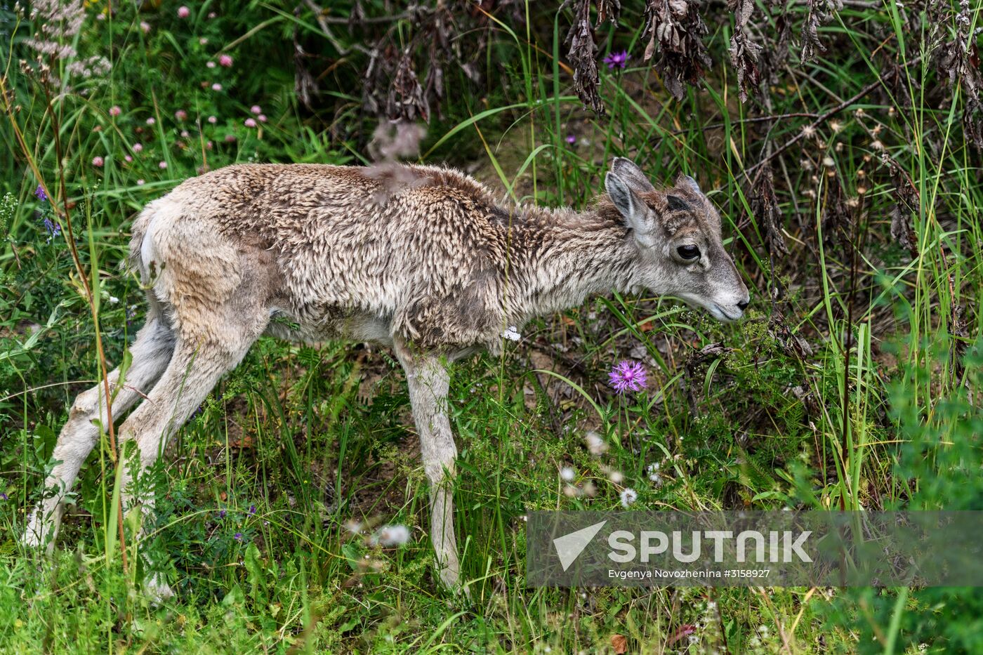 Center for Rare Animal Species Reproduction near Volokolamsk