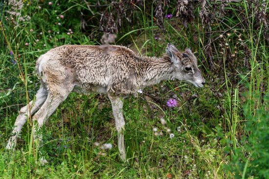 Center for Rare Animal Species Reproduction near Volokolamsk