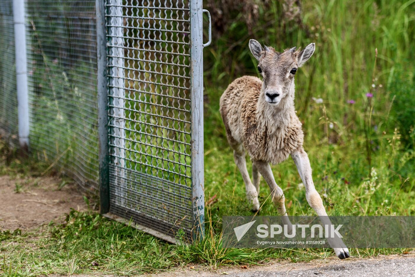 Center for Rare Animal Species Reproduction near Volokolamsk