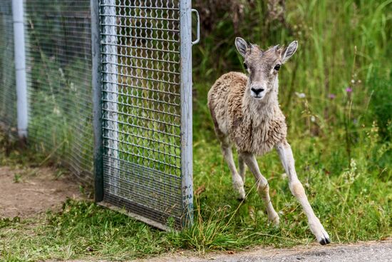Center for Rare Animal Species Reproduction near Volokolamsk