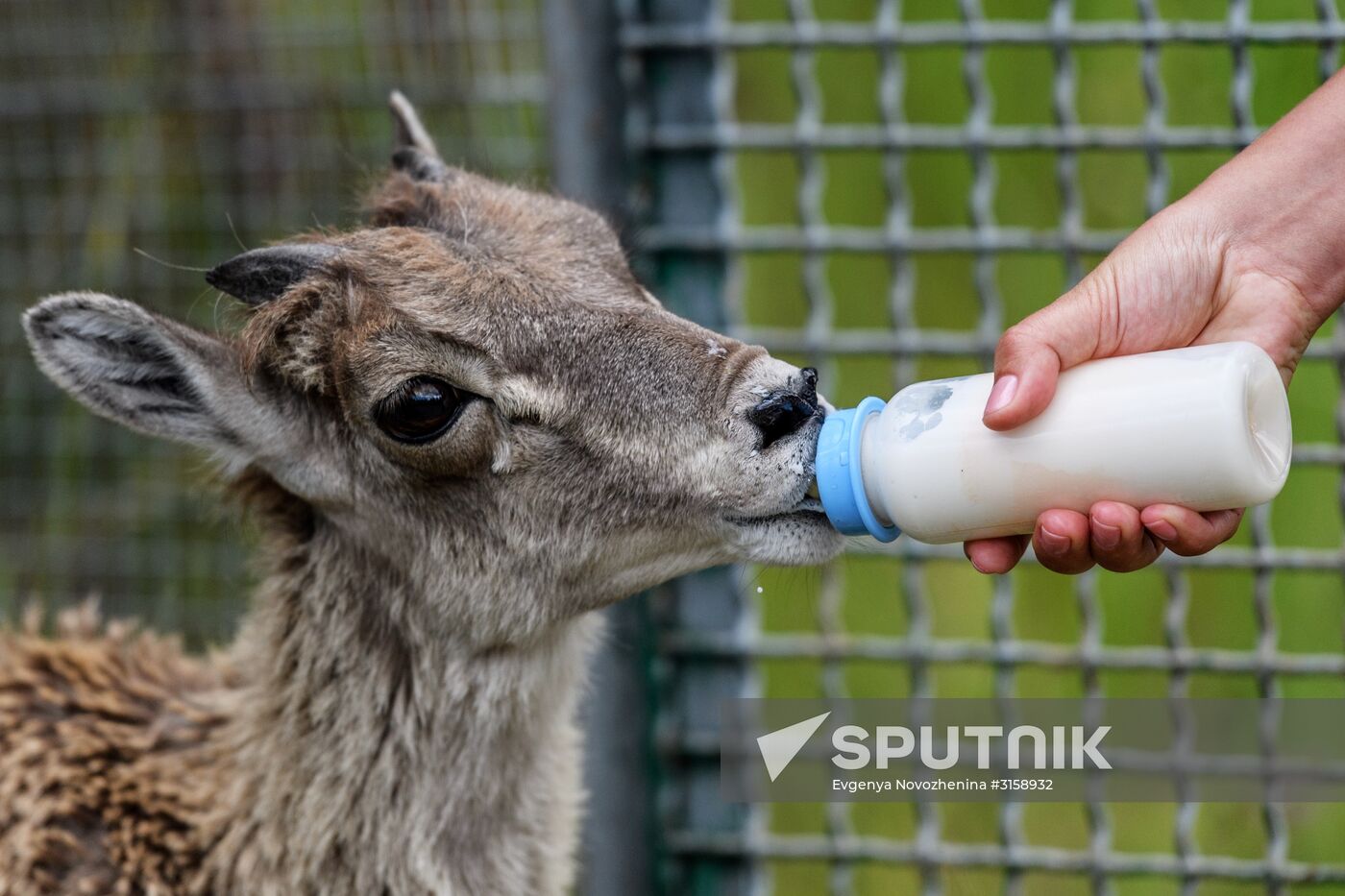 Center for Rare Animal Species Reproduction near Volokolamsk