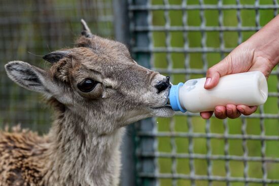 Center for Rare Animal Species Reproduction near Volokolamsk