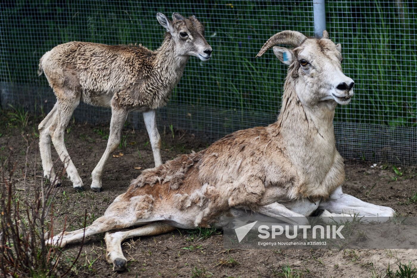 Center for Rare Animal Species Reproduction near Volokolamsk