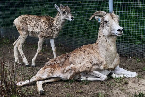 Center for Rare Animal Species Reproduction near Volokolamsk