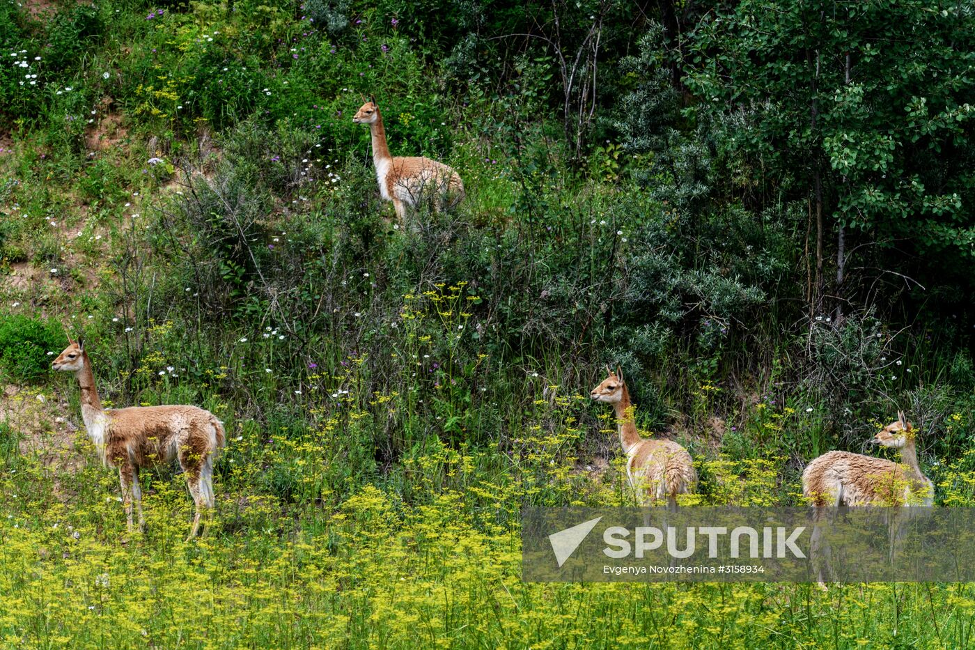 Center for Rare Animal Species Reproduction near Volokolamsk