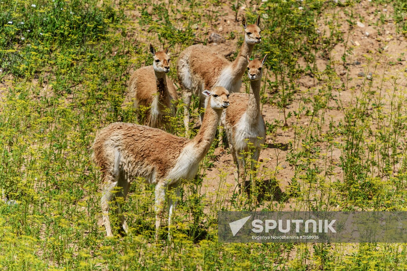 Center for Rare Animal Species Reproduction near Volokolamsk