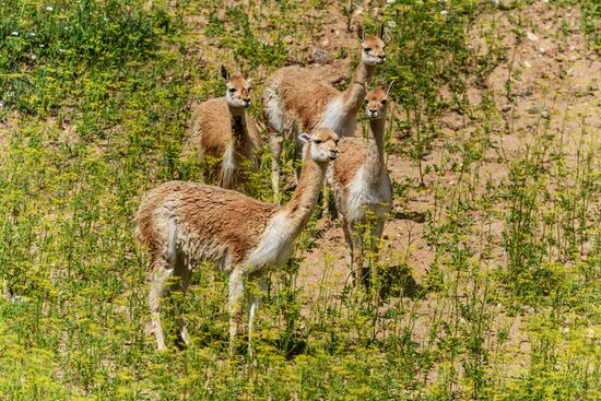 Center for Rare Animal Species Reproduction near Volokolamsk