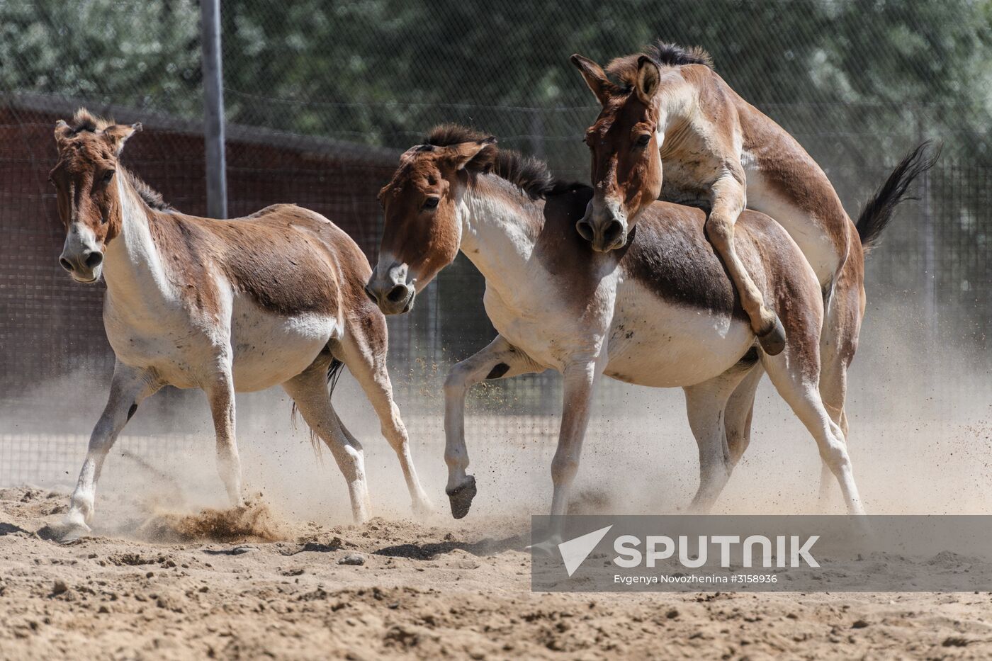 Center for Rare Animal Species Reproduction near Volokolamsk