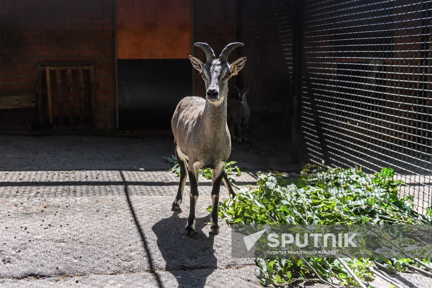 Center for Rare Animal Species Reproduction near Volokolamsk