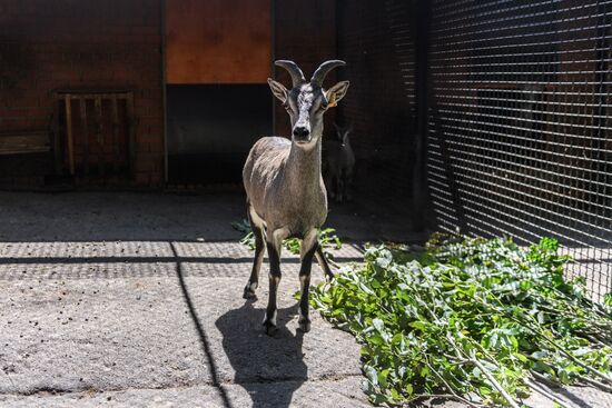 Center for Rare Animal Species Reproduction near Volokolamsk