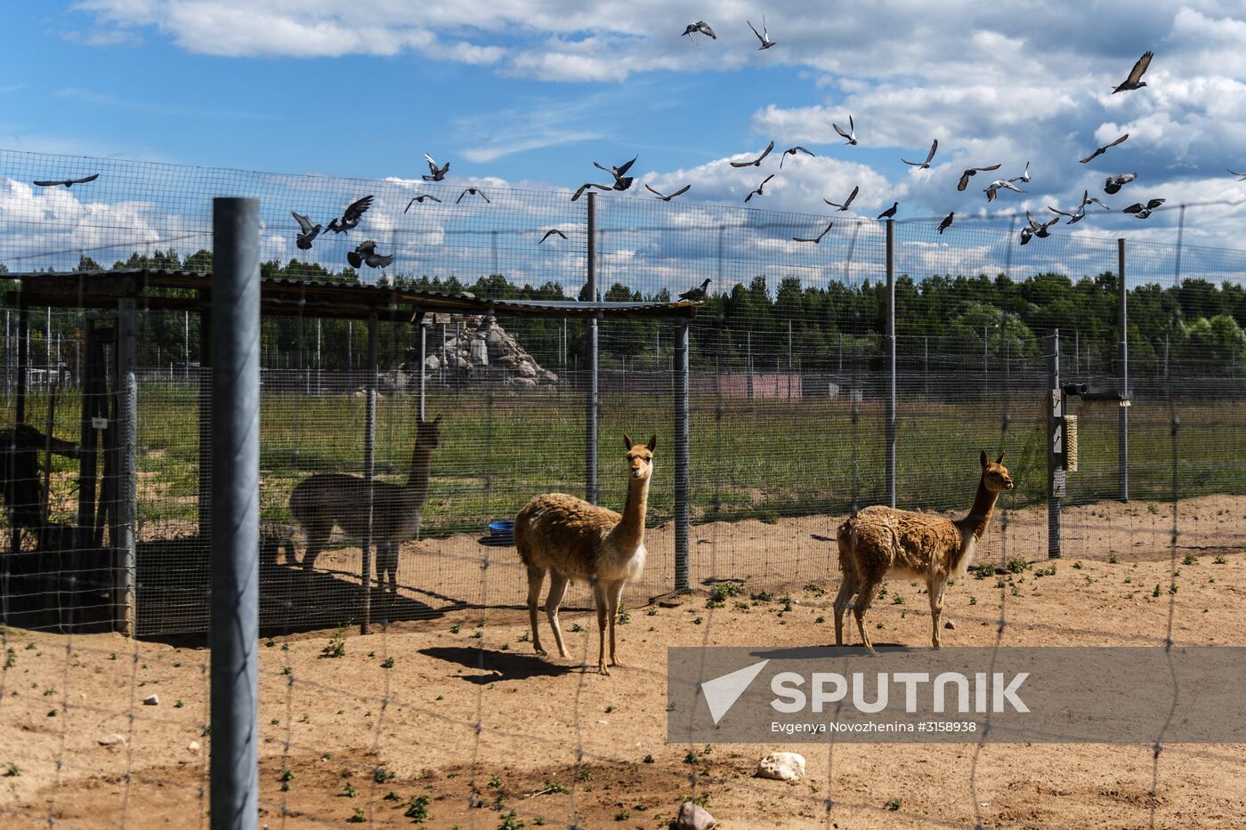 Center for Rare Animal Species Reproduction near Volokolamsk