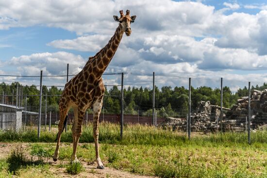 Center for Rare Animal Species Reproduction near Volokolamsk