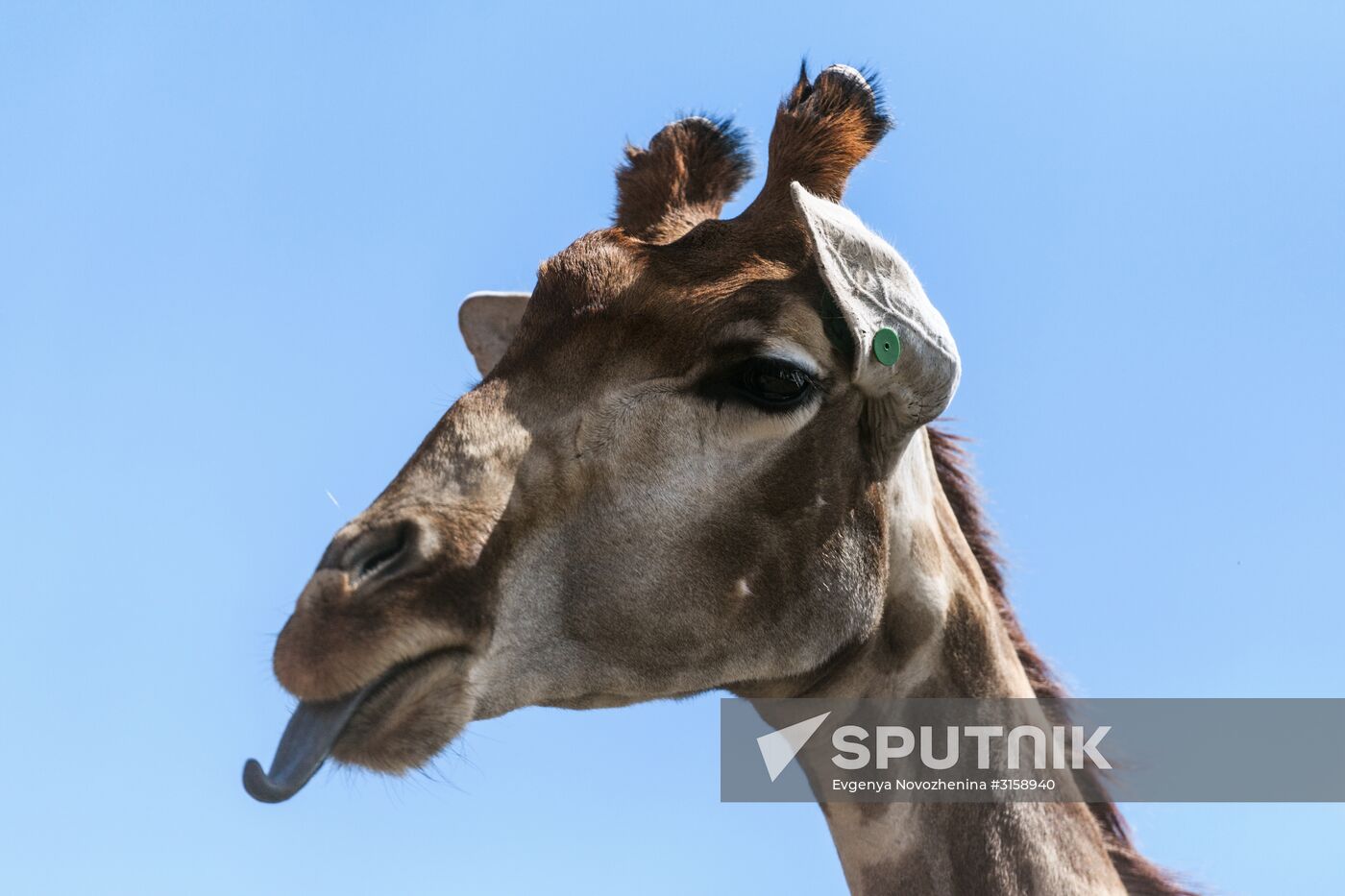 Center for Rare Animal Species Reproduction near Volokolamsk