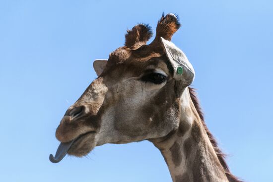 Center for Rare Animal Species Reproduction near Volokolamsk