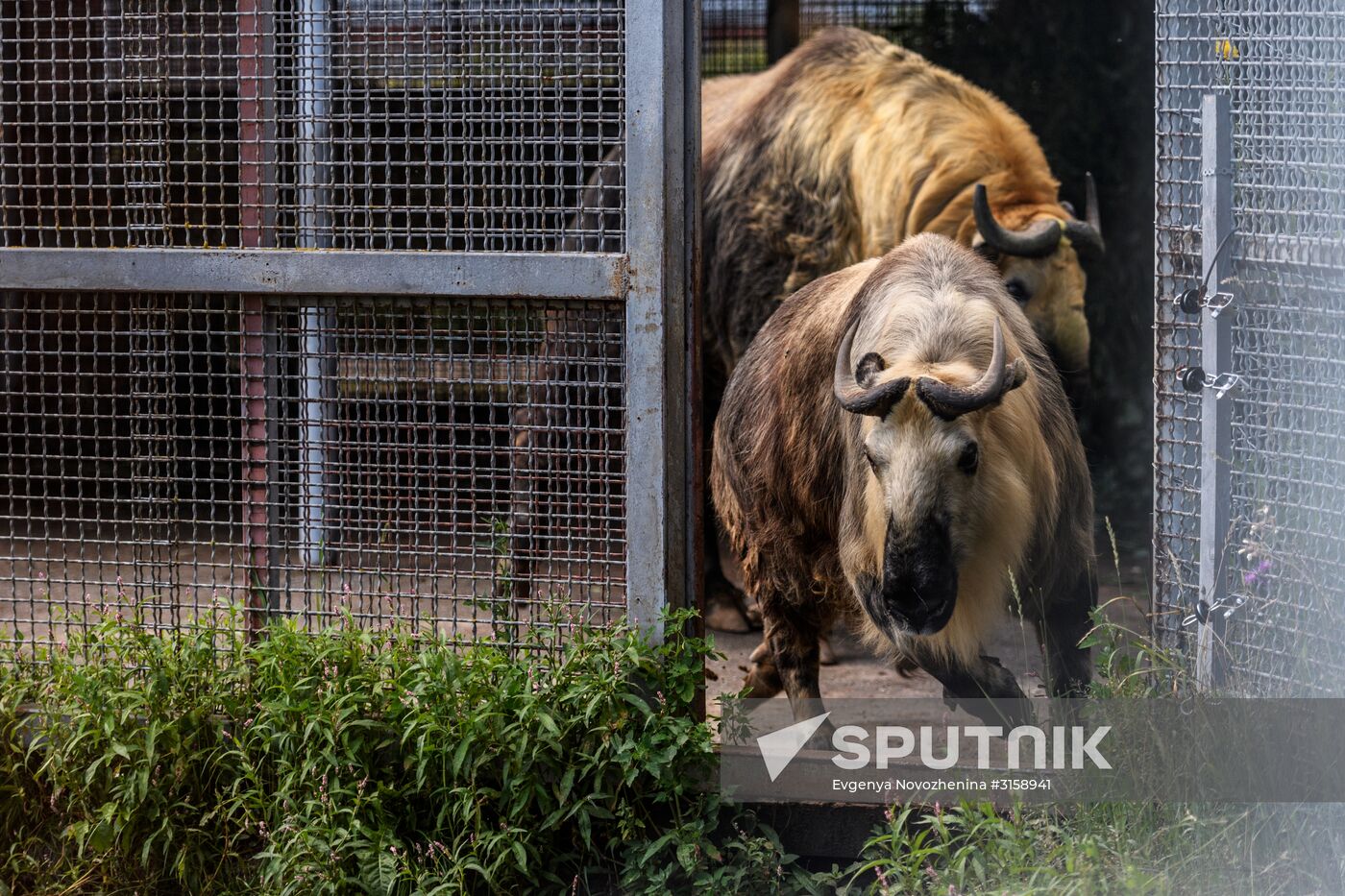 Center for Rare Animal Species Reproduction near Volokolamsk