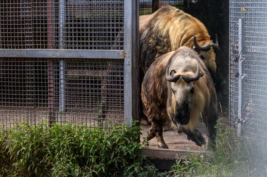 Center for Rare Animal Species Reproduction near Volokolamsk