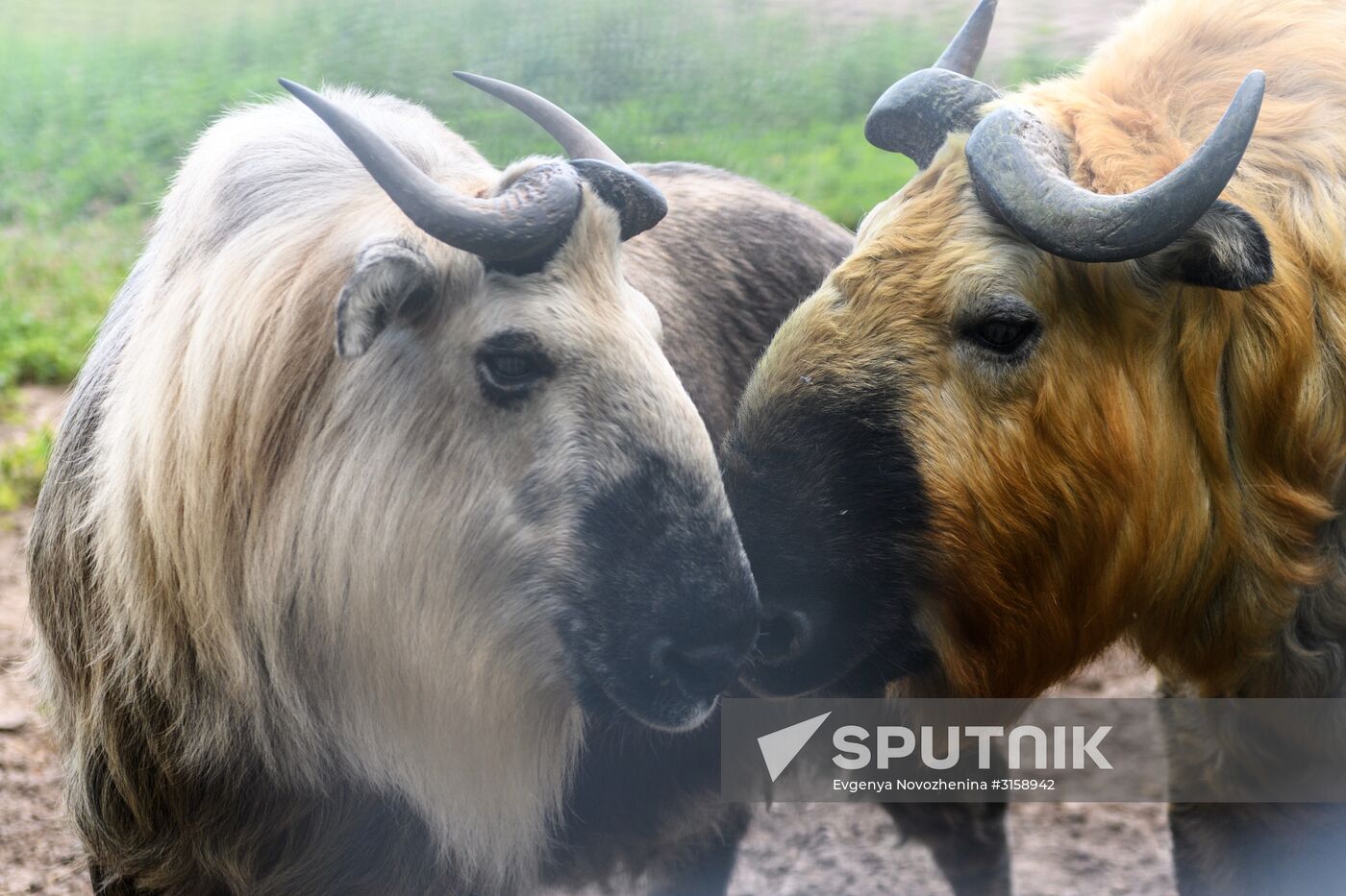 Center for Rare Animal Species Reproduction near Volokolamsk