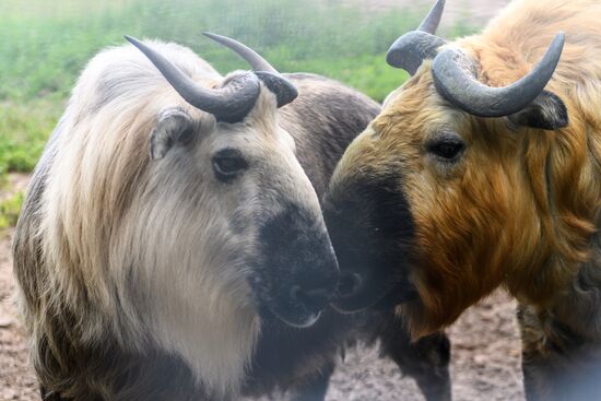 Center for Rare Animal Species Reproduction near Volokolamsk