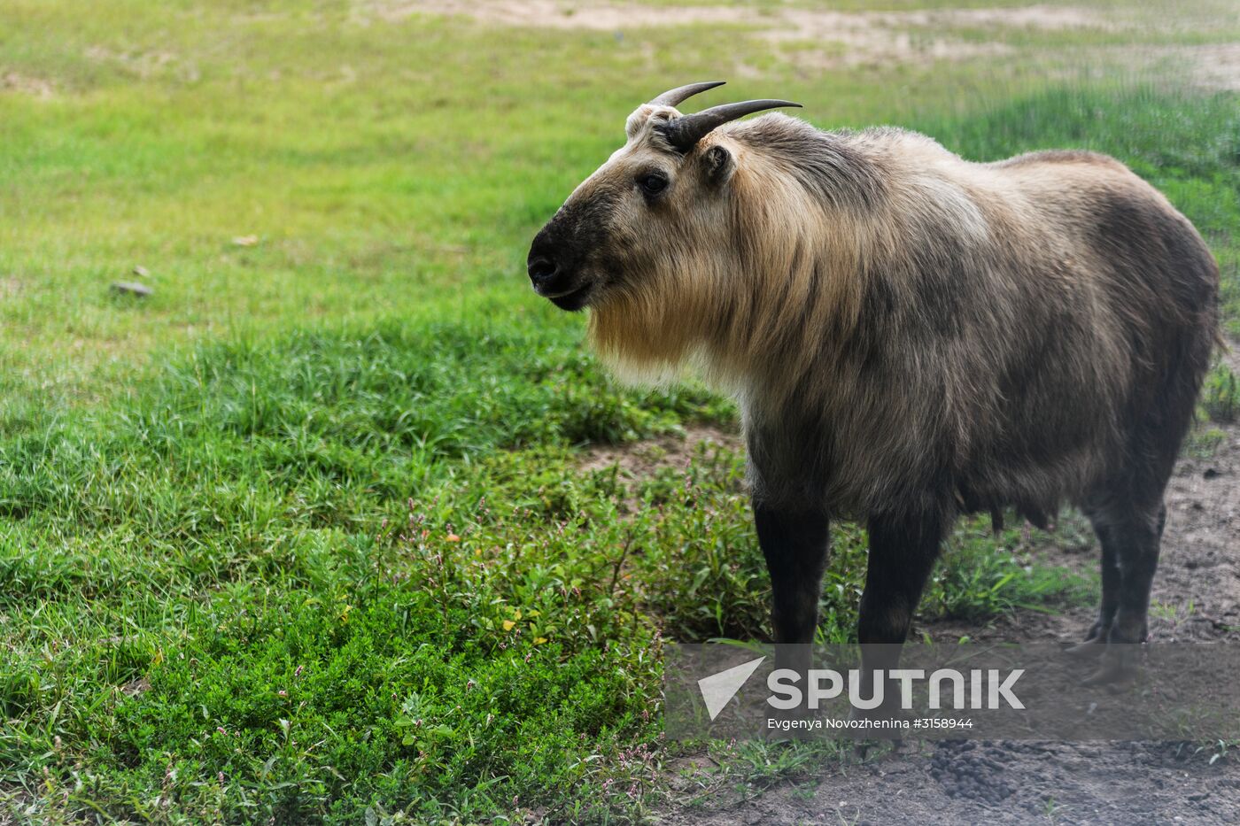 Center for Rare Animal Species Reproduction near Volokolamsk