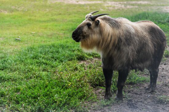 Center for Rare Animal Species Reproduction near Volokolamsk