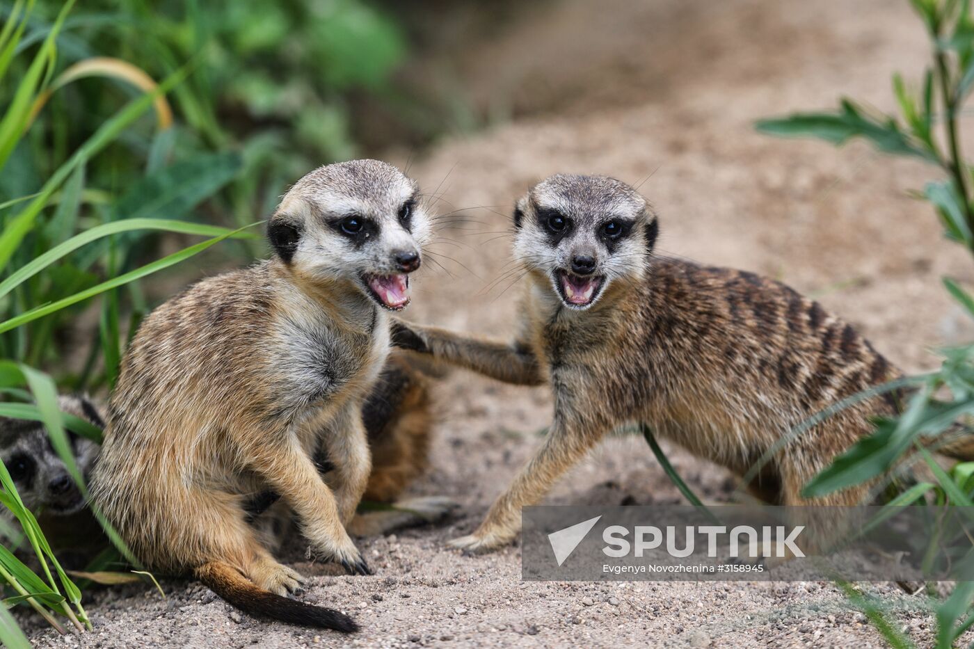 Center for Rare Animal Species Reproduction near Volokolamsk