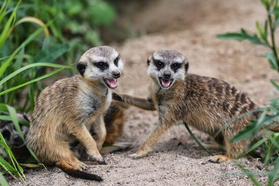 Center for Rare Animal Species Reproduction near Volokolamsk
