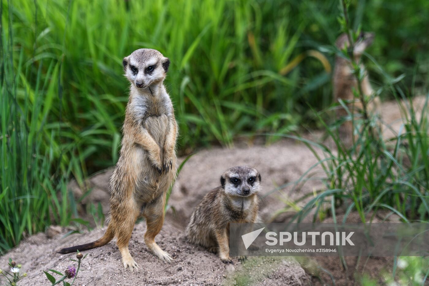 Center for Rare Animal Species Reproduction near Volokolamsk