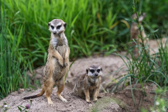 Center for Rare Animal Species Reproduction near Volokolamsk