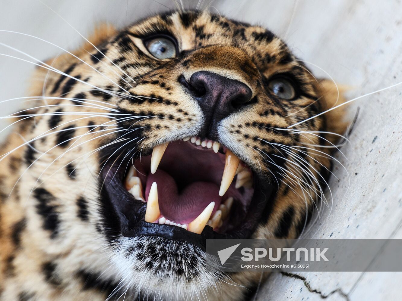 Center for Rare Animal Species Reproduction near Volokolamsk