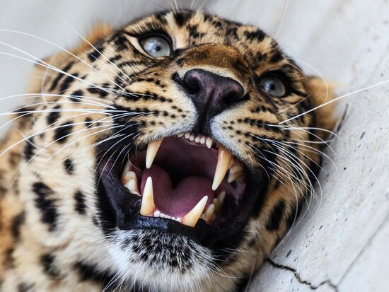 Center for Rare Animal Species Reproduction near Volokolamsk