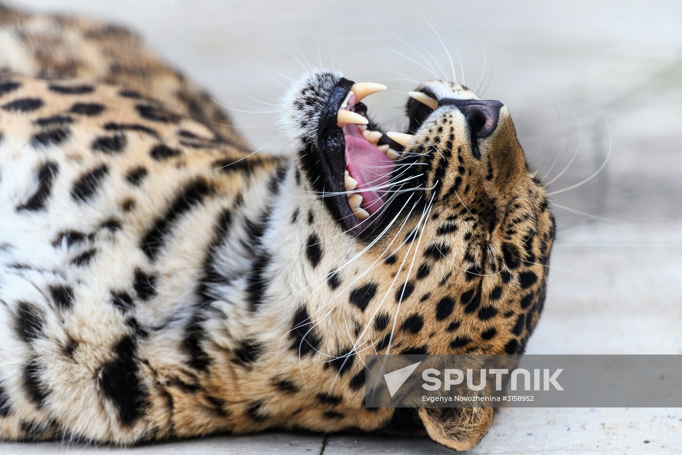 Center for Rare Animal Species Reproduction near Volokolamsk