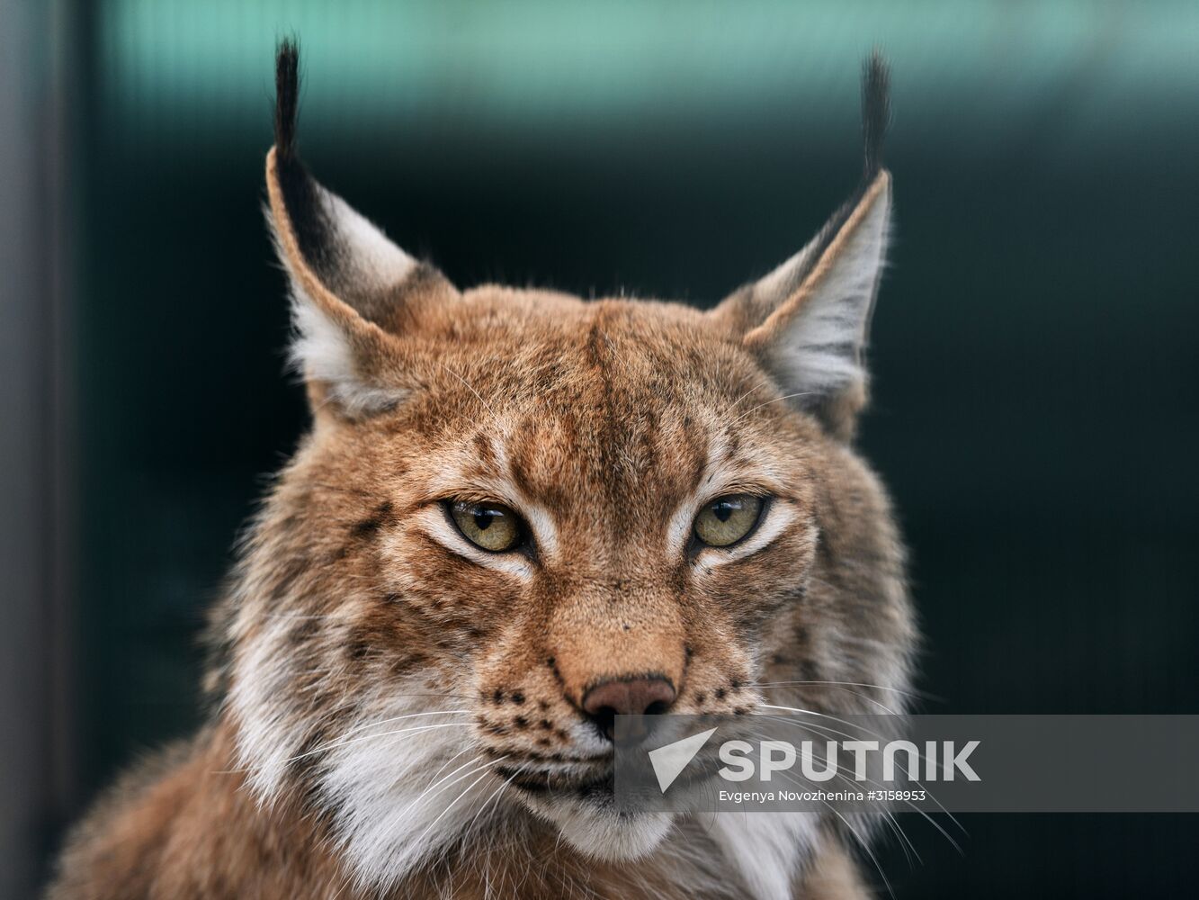 Center for Rare Animal Species Reproduction near Volokolamsk