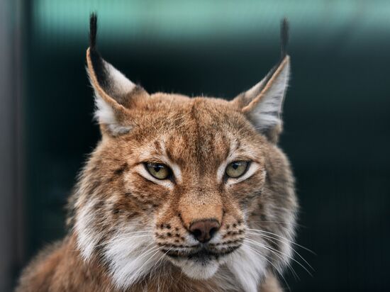 Center for Rare Animal Species Reproduction near Volokolamsk