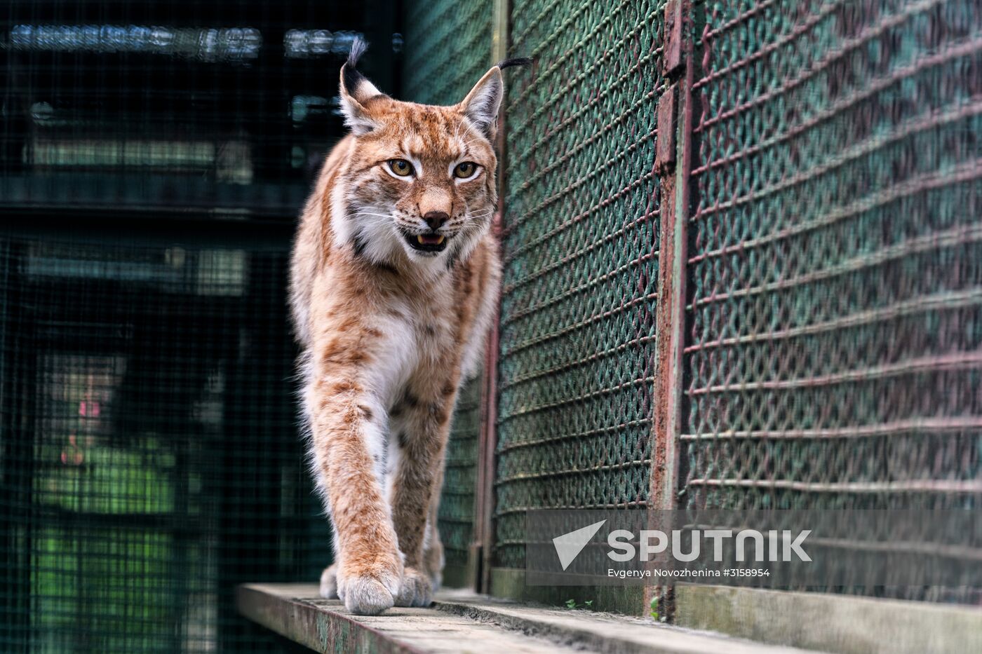 Center for Rare Animal Species Reproduction near Volokolamsk