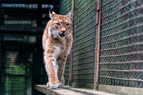 Center for Rare Animal Species Reproduction near Volokolamsk