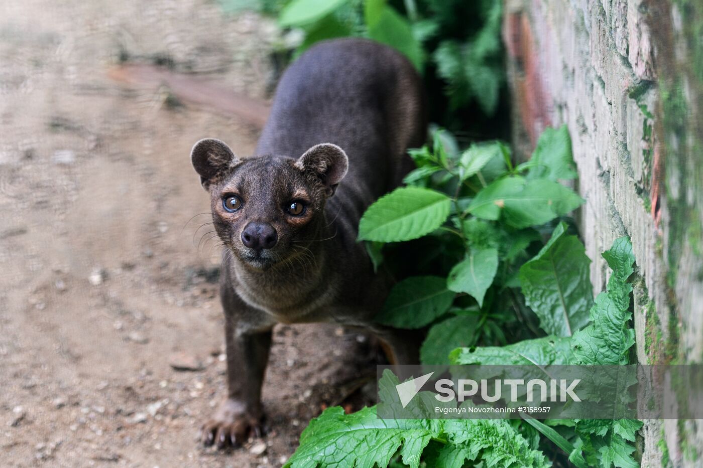Center for Rare Animal Species Reproduction near Volokolamsk