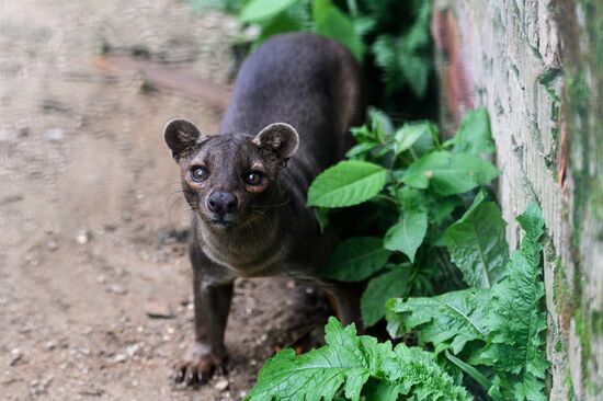 Center for Rare Animal Species Reproduction near Volokolamsk