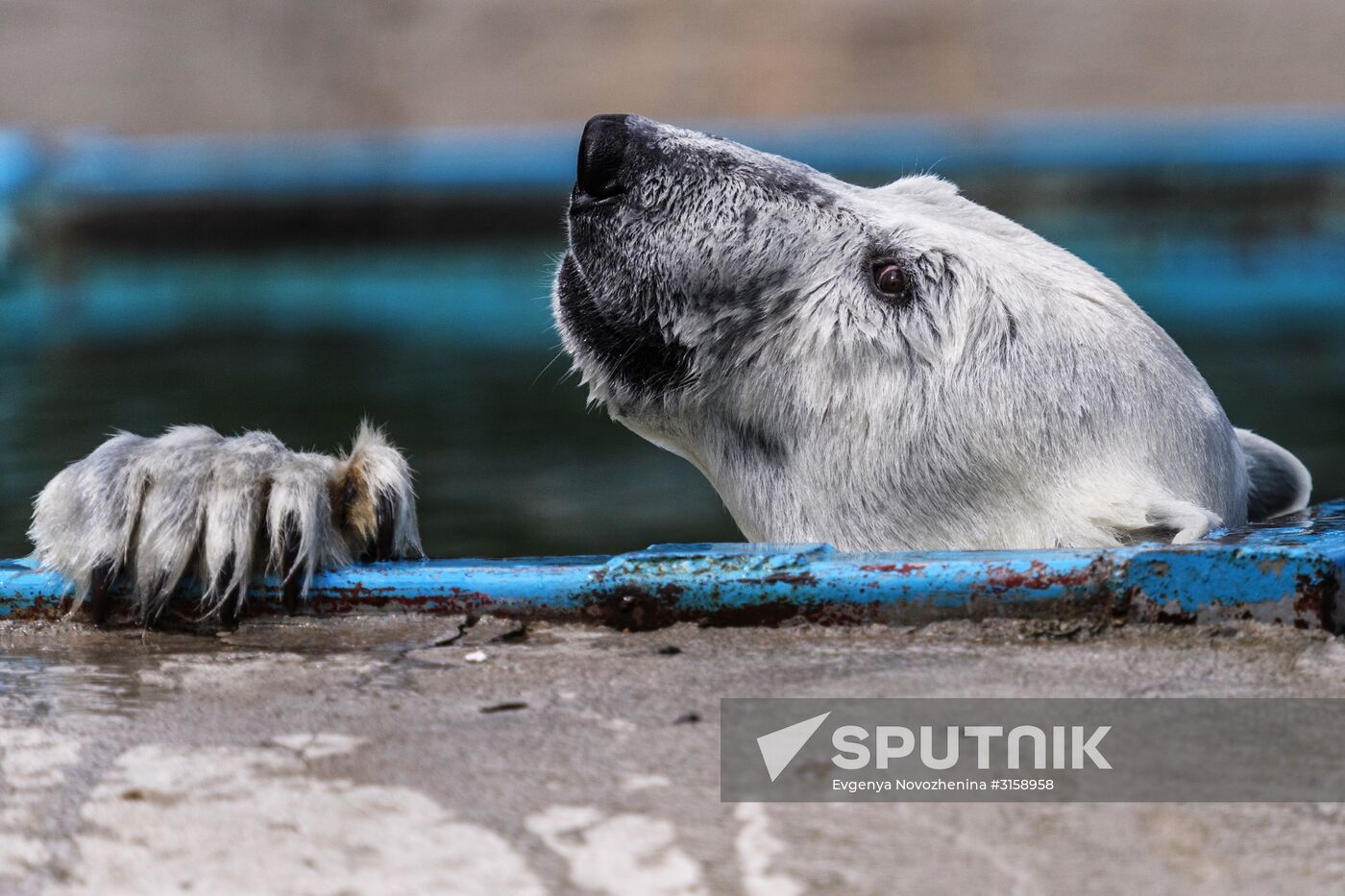 Center for Rare Animal Species Reproduction near Volokolamsk