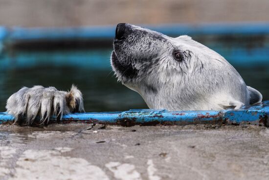 Center for Rare Animal Species Reproduction near Volokolamsk