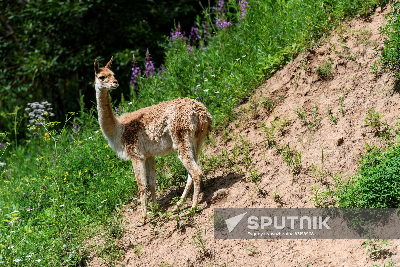 Center for Rare Animal Species Reproduction near Volokolamsk