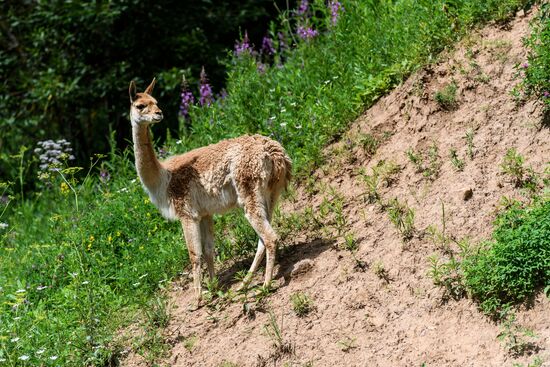 Center for Rare Animal Species Reproduction near Volokolamsk