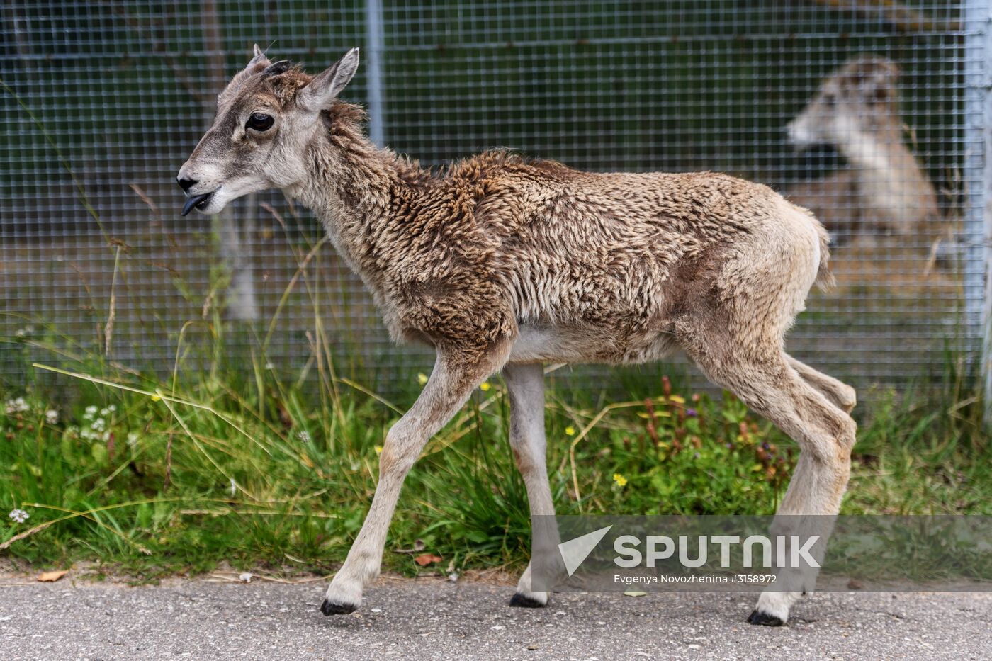 Center for Rare Animal Species Reproduction near Volokolamsk