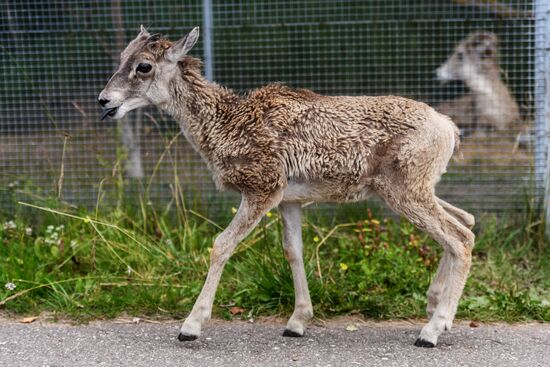 Center for Rare Animal Species Reproduction near Volokolamsk