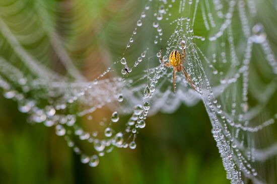 Russian regions. Ryazan Region