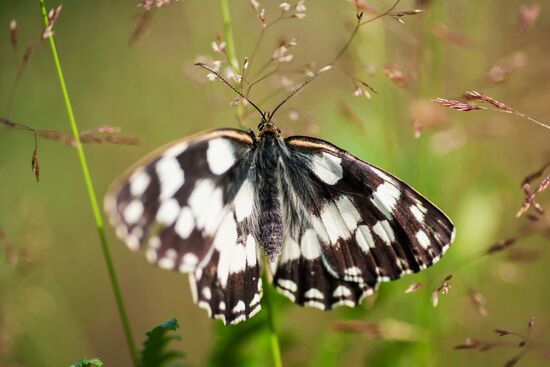 Russian regions. The Ryazan Region
