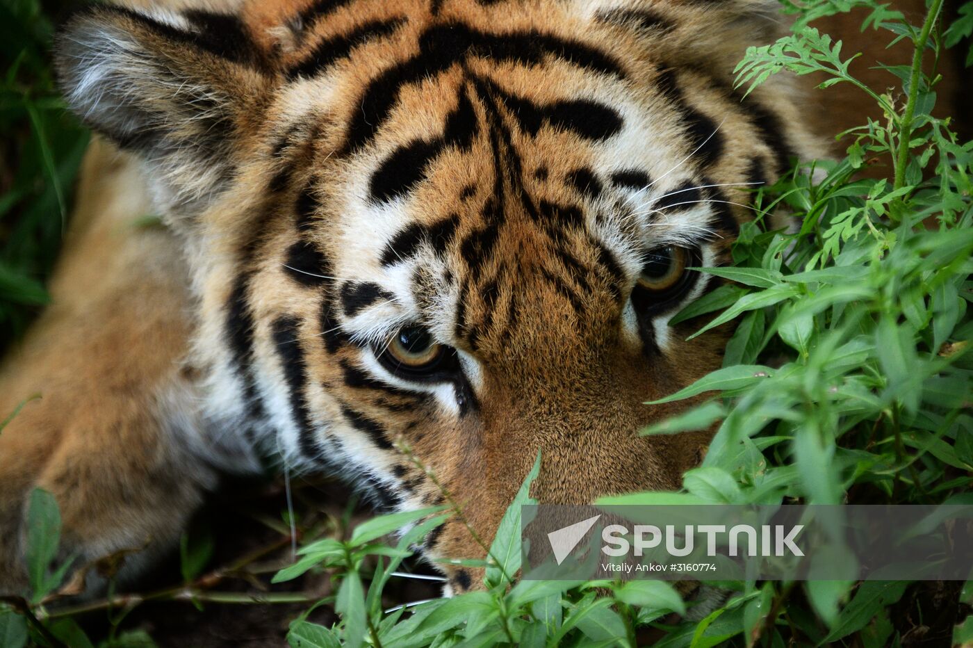 Young tiger Sherkhan and Tabaki dog in Primorye Safari Park